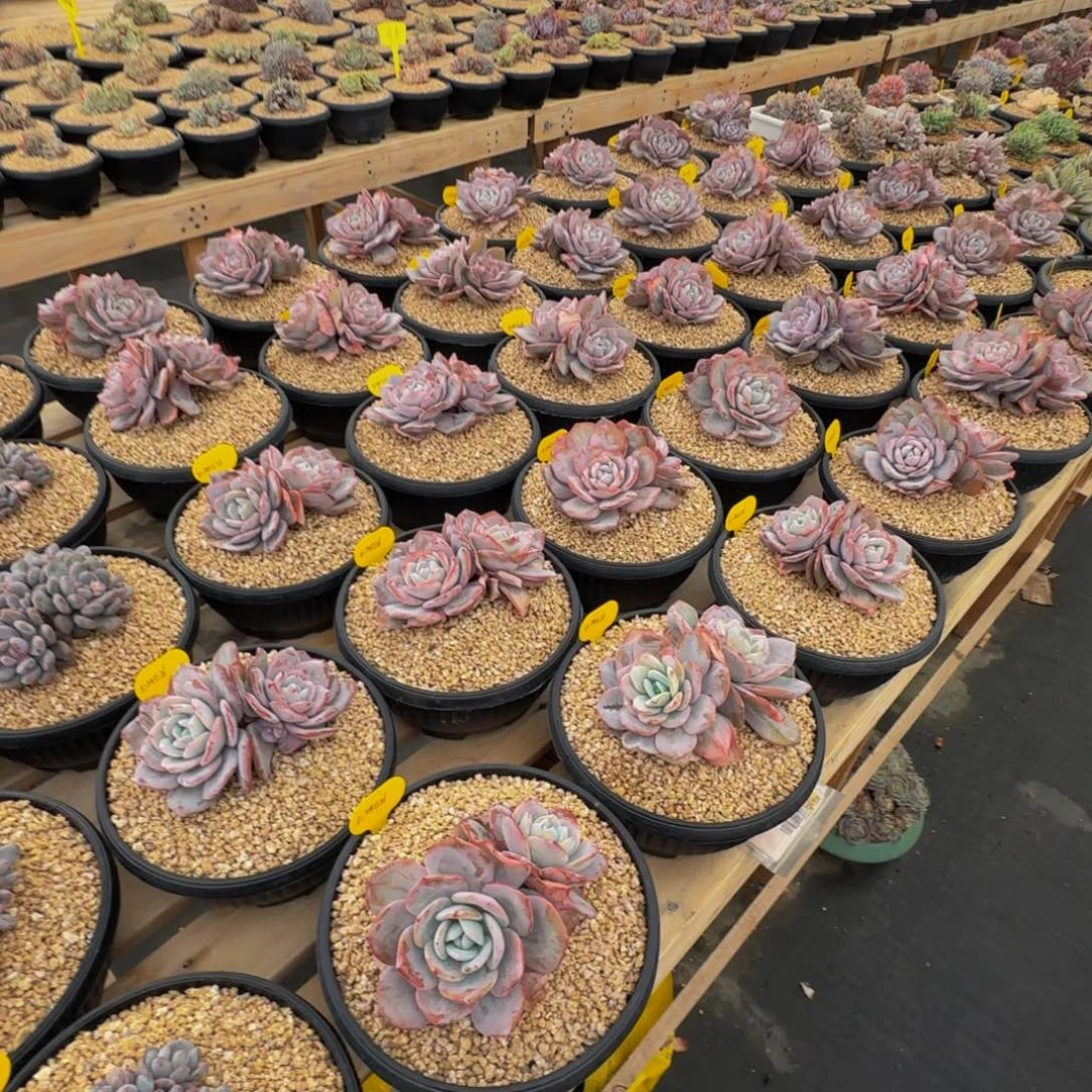 奶茶大双头呀呀呀