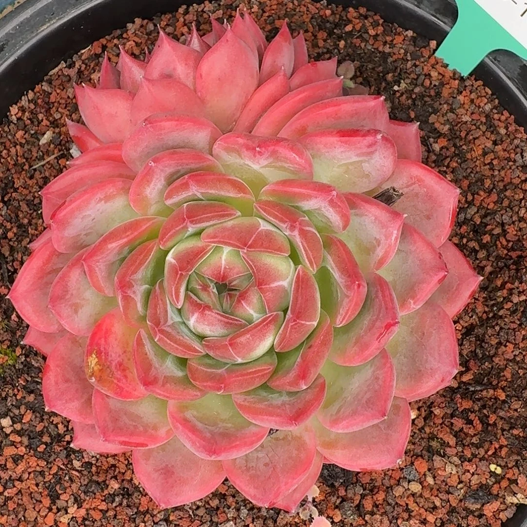 从前慢农资店1020-15