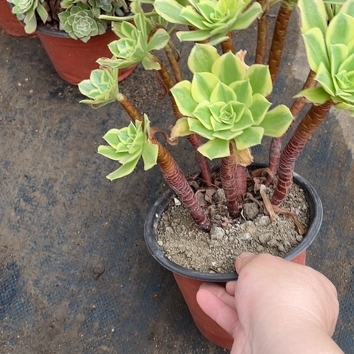 993清梦多肉植物法师
