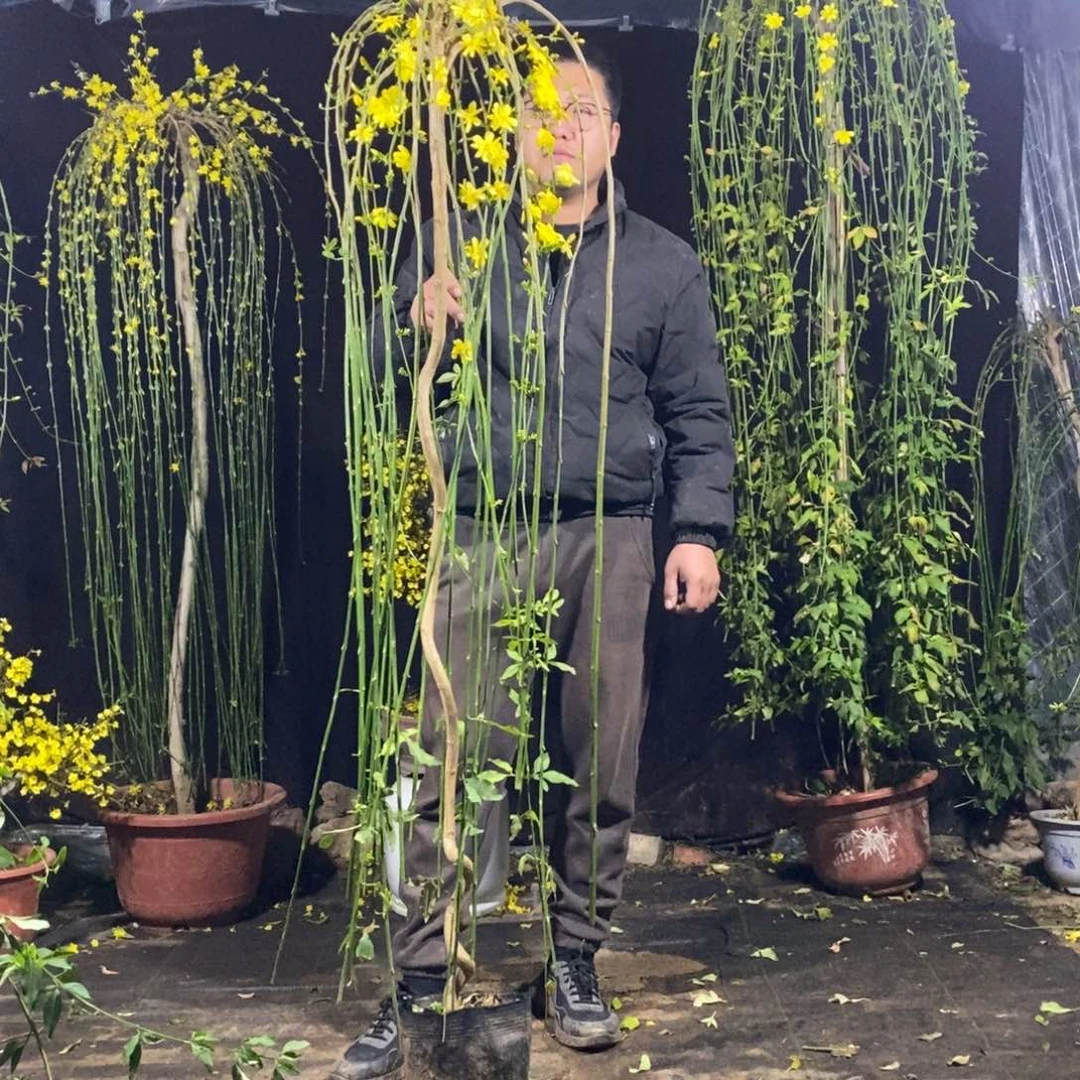 探春花，一物一拍