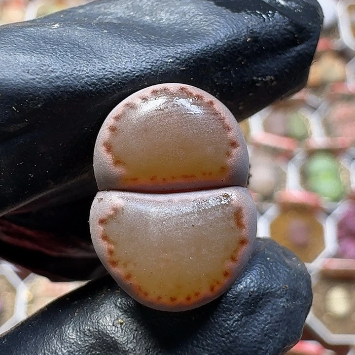 11112生石花。   110