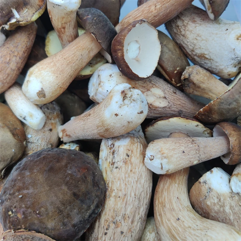 东北野生新鲜大腿蘑牛肝菌菌菇炖小鸡炒肉现摘现发真空顺丰包邮