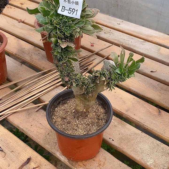 591 原始绿缀高28 公分