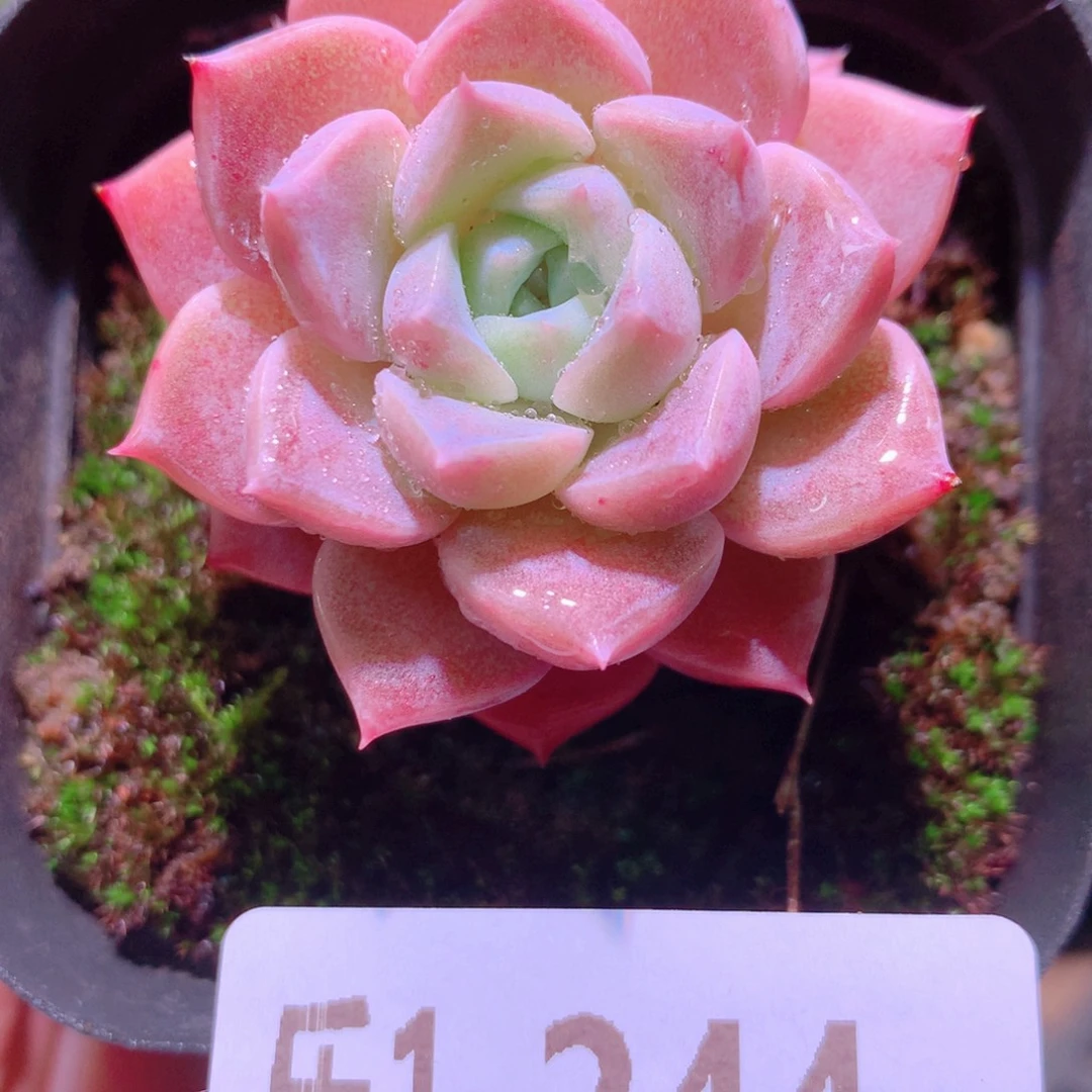 乐然1-244 粉斑点