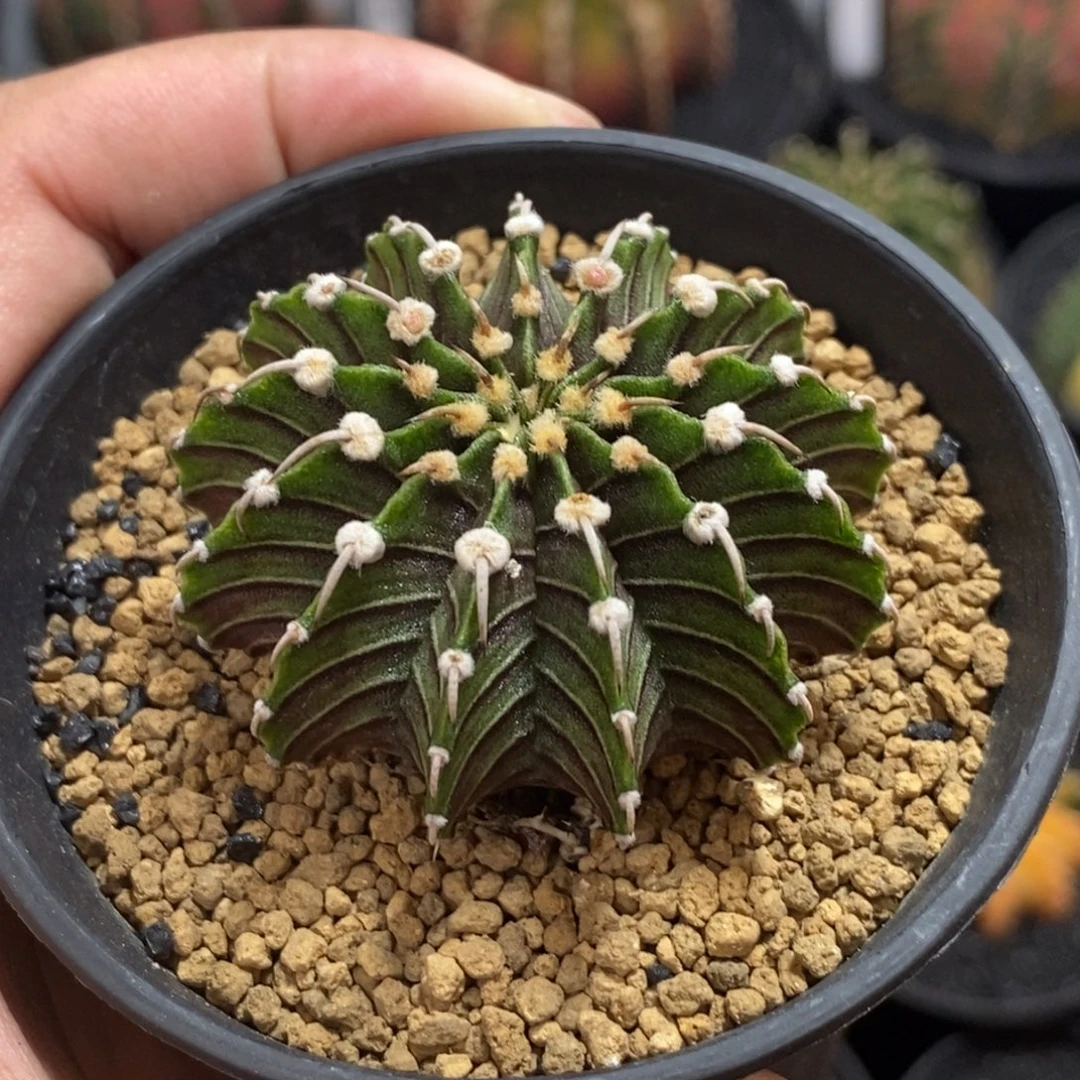 13棱渐变黑肋骨—带盆土发货