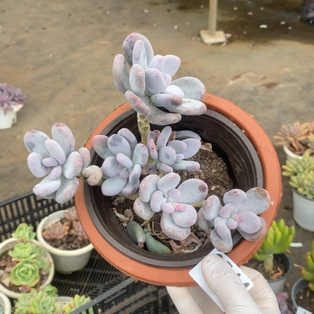 3544橙雪球一物一拍（有瑕疵不售后）