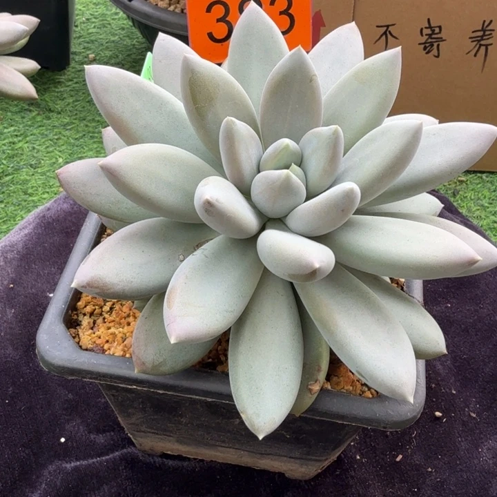 多肉植物胖体哥特383