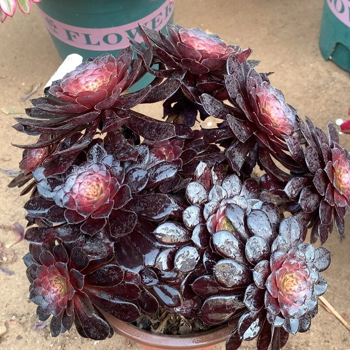 320黑同多肉植物