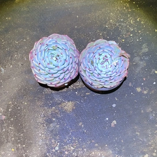 花*美肉特价活动开始了