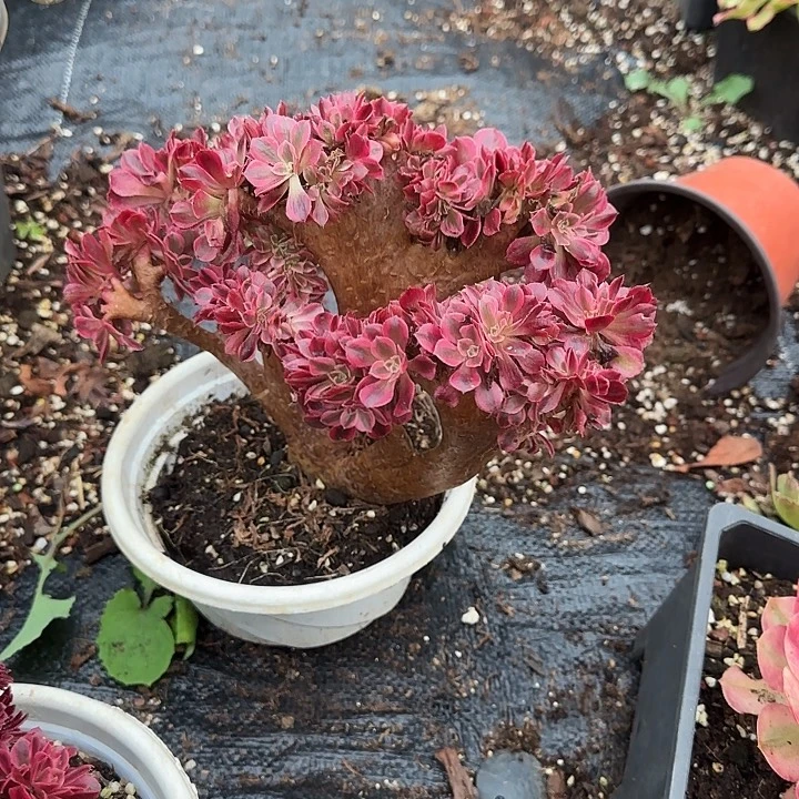 M***y7284精品多肉植物