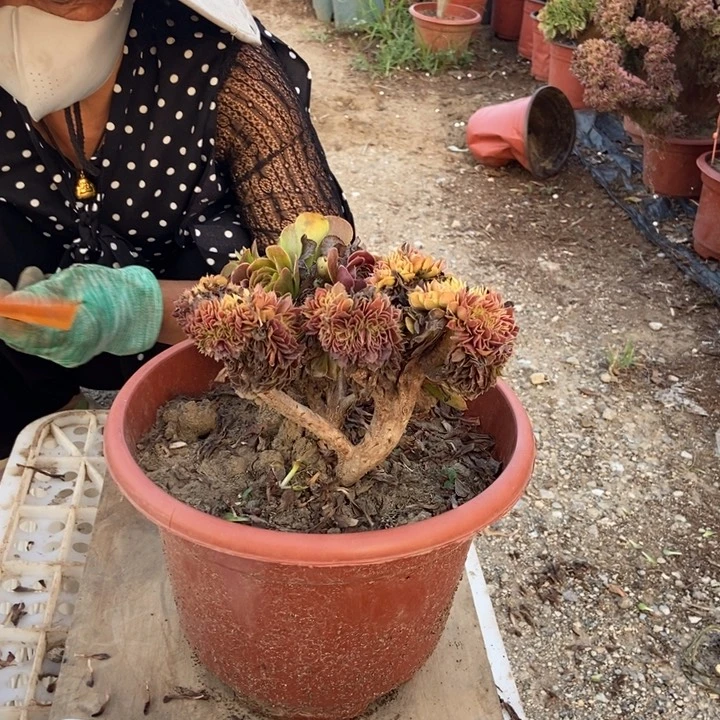 君***1171铜壶缀化老桩老桩