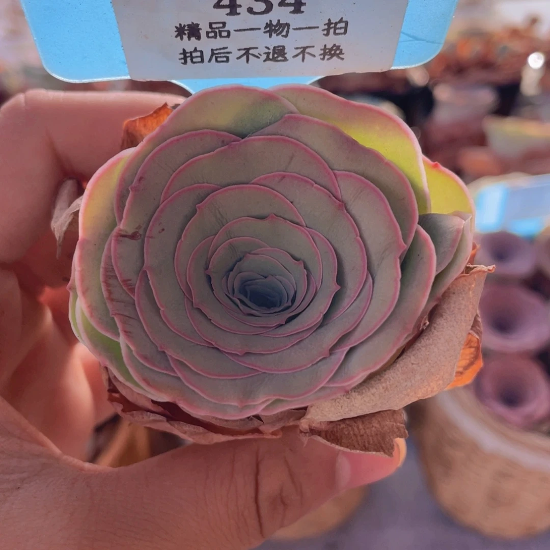 山地玫瑰434裸根发货不售后