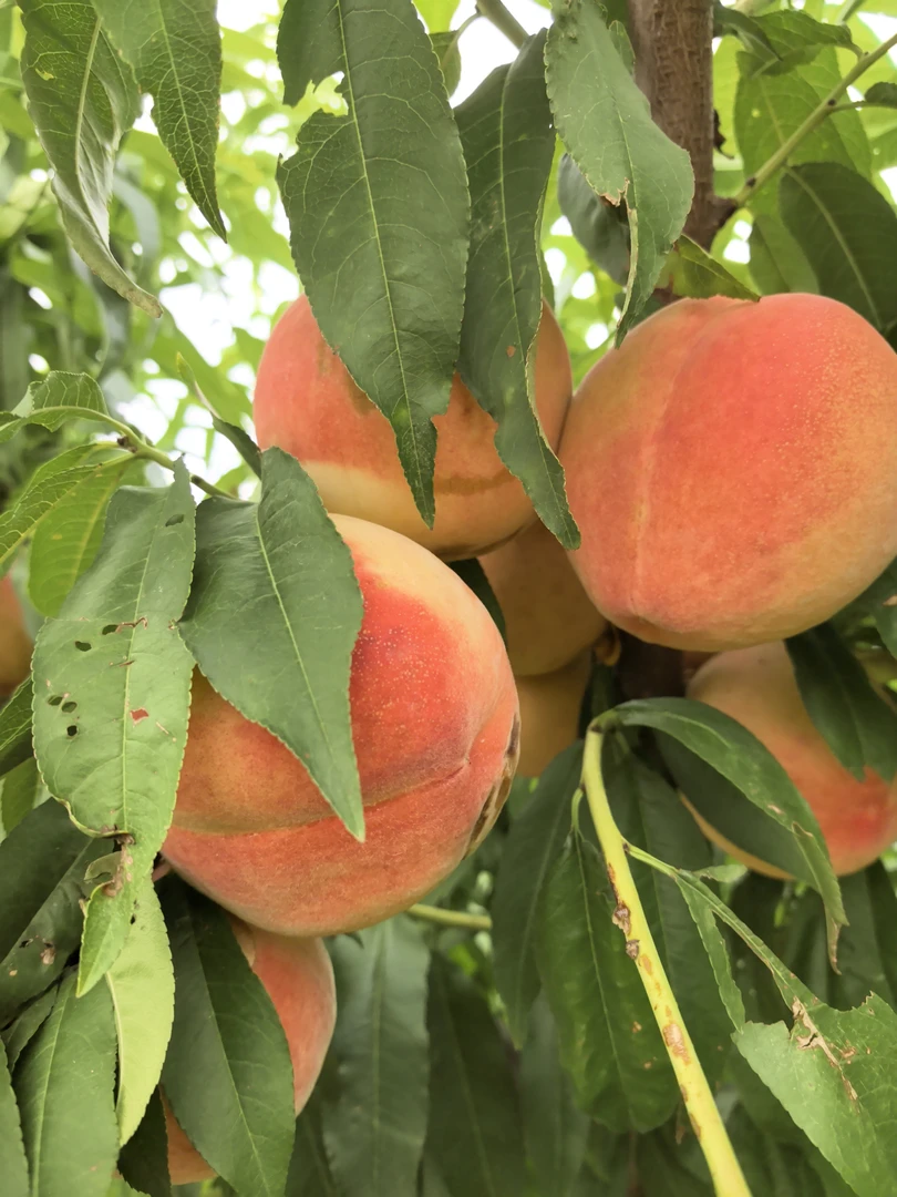 天津本地14号桃子离核 现摘现发 大甜桃 包邮