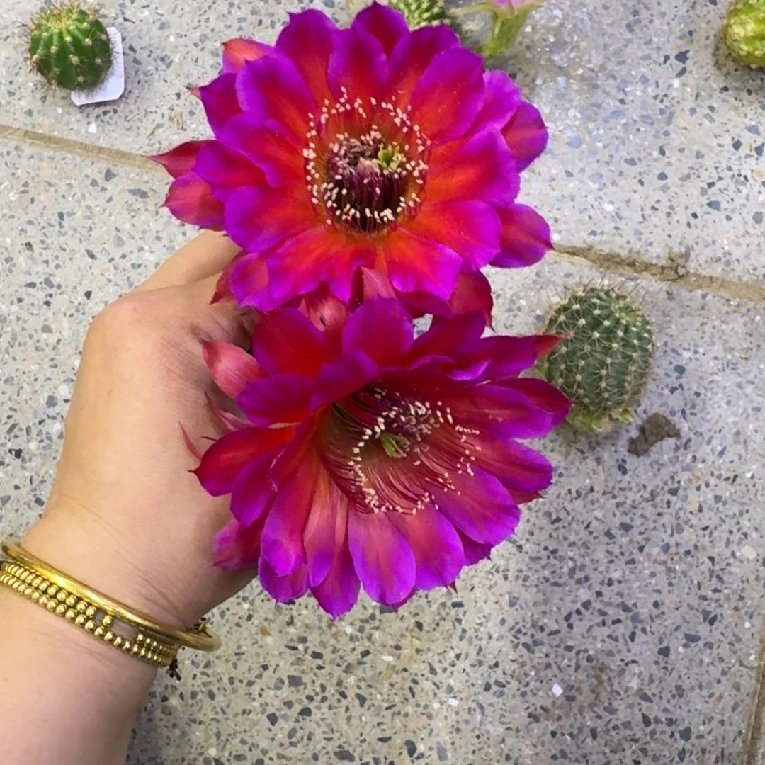 212彩草甲34歪无根侧牙4公分左右，20包邮