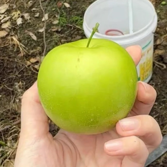 四季牛奶苹果枣嫁接苗