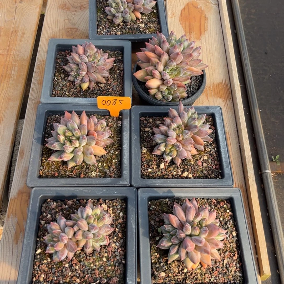 安***身0085上午多肉植物群生共七个