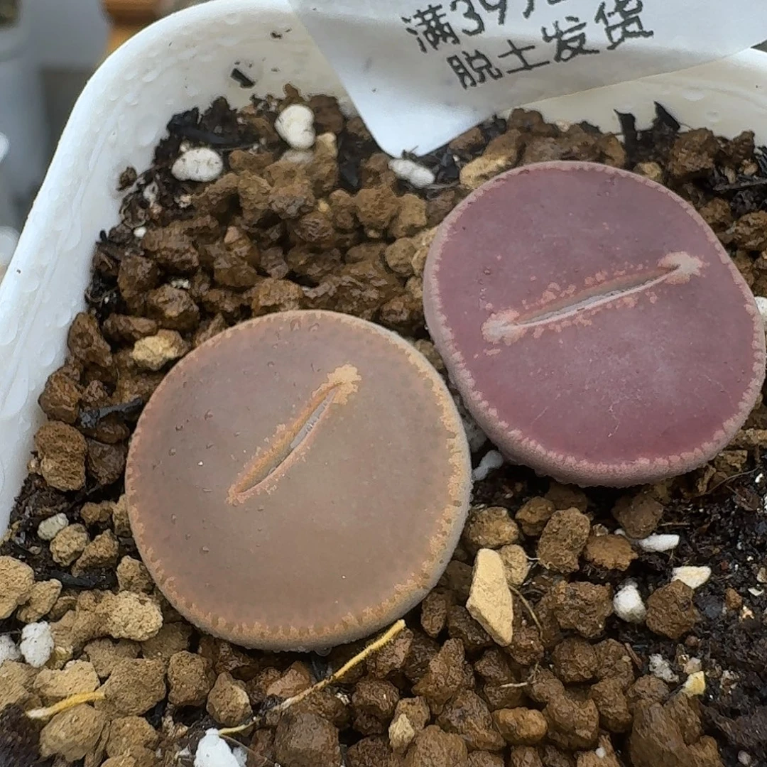 954多肉哈哈哈哈哈哈哈