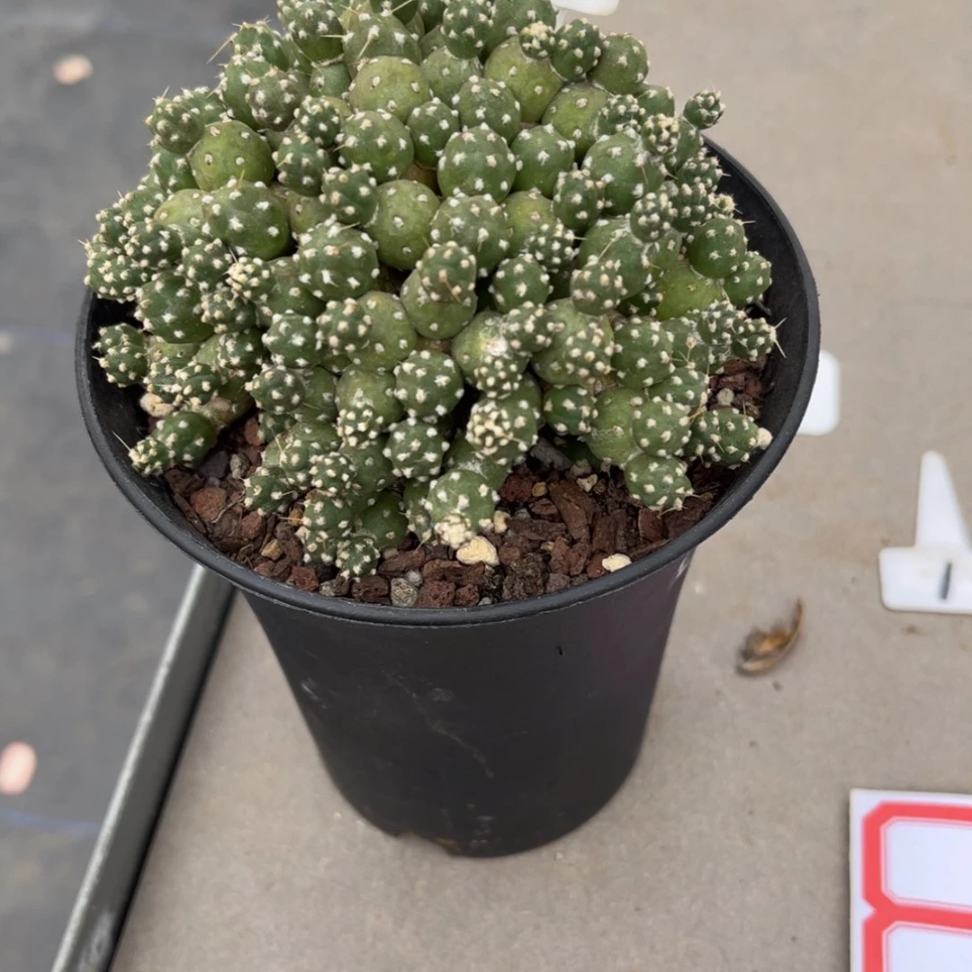 俗****金罗西安娜足球团扇仙人球