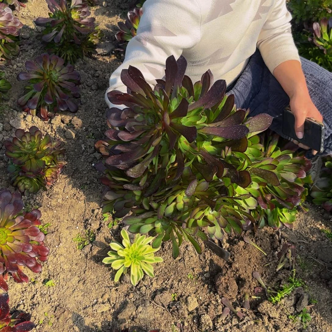 黑瞳捧花地载多肉植物