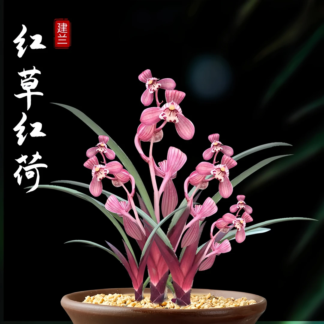 【红草红荷】建兰高山种植网红草易养活阳台养兰