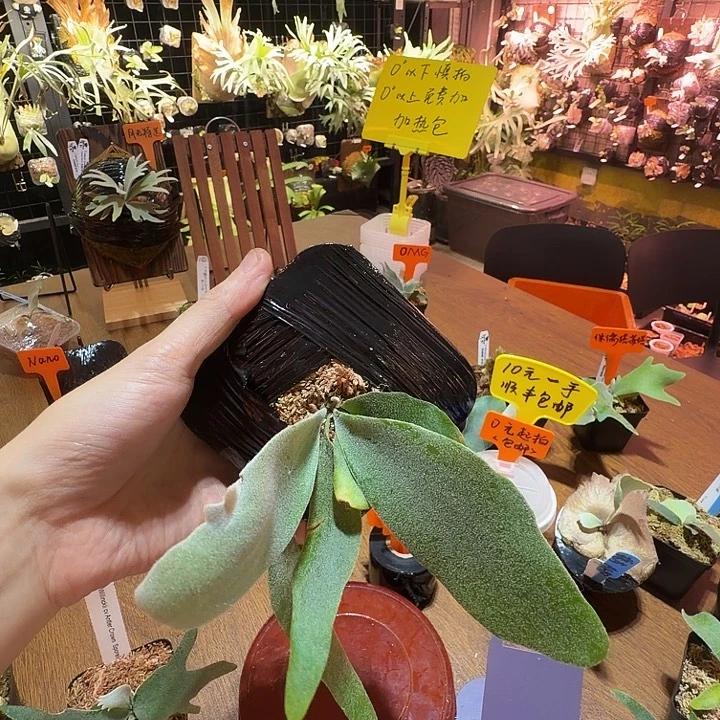 无花朵鹿野直播间竞拍狮子座流星雨