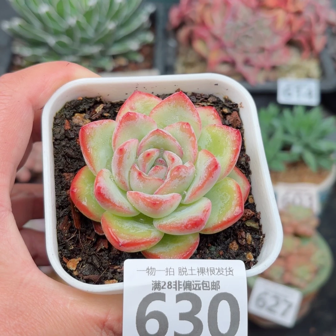 泡芙单头无盆土发货