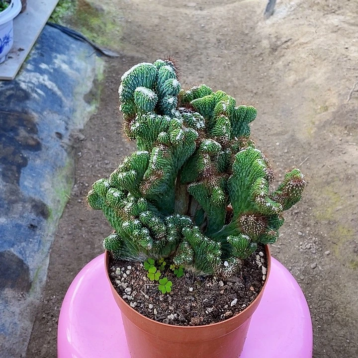 完全开放五指山裸根发货20cm