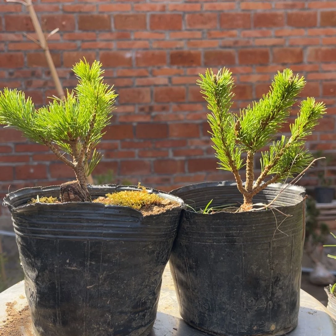 优**A辛乐五针松两颗70链接