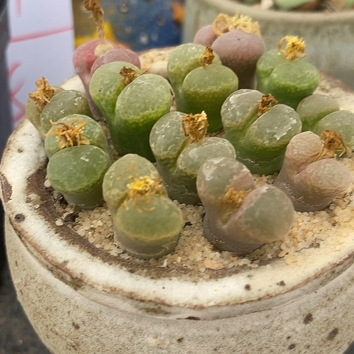 樱花风铃一颗。