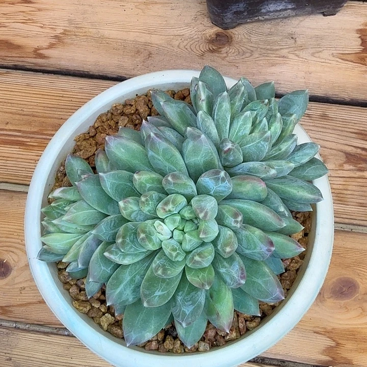 暗纹美人，一物一拍