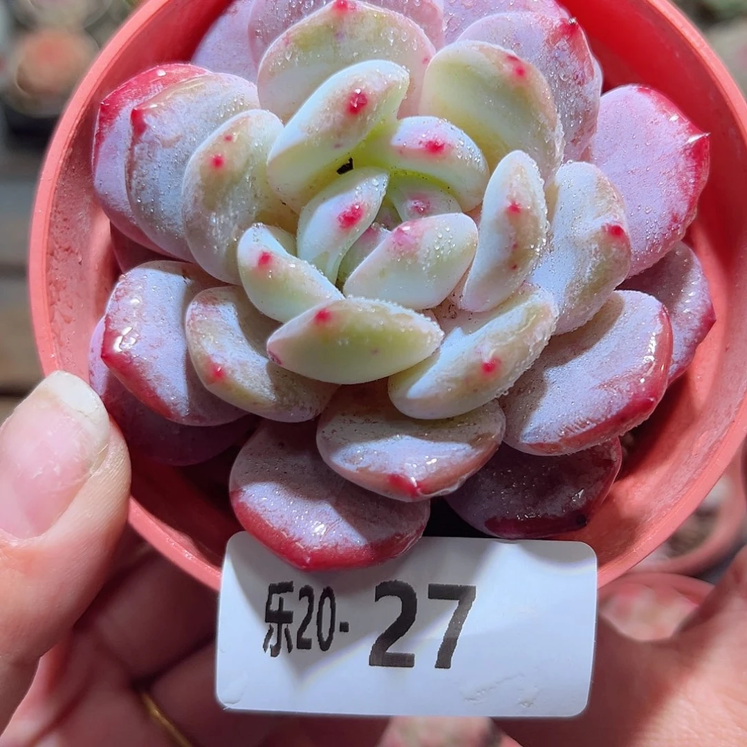 木乐20-27橙梦露