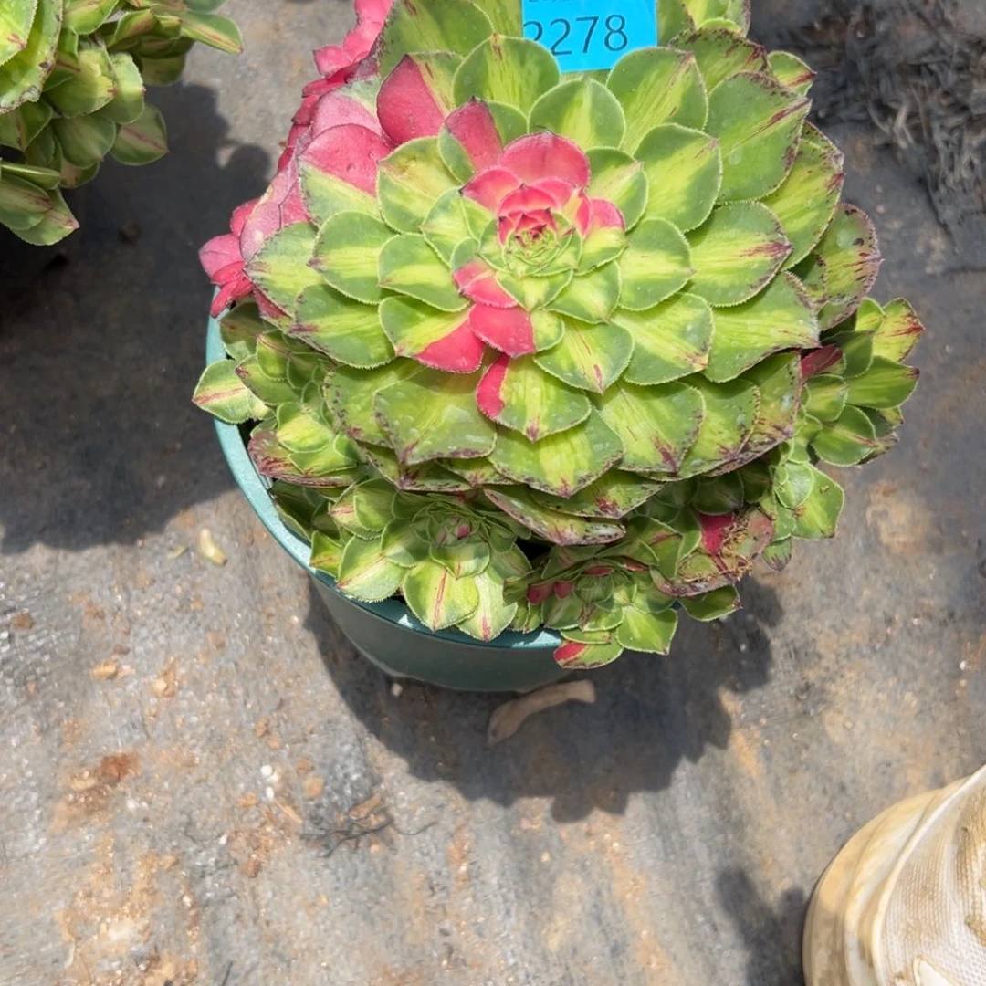 妞*娘2278知否多肉植物系