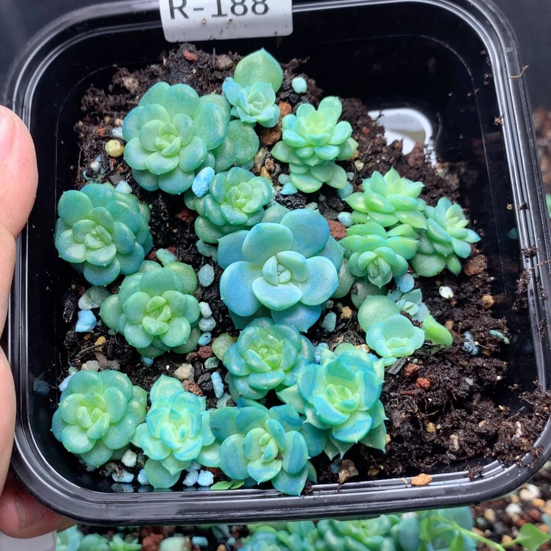 无花朵R188月y英语