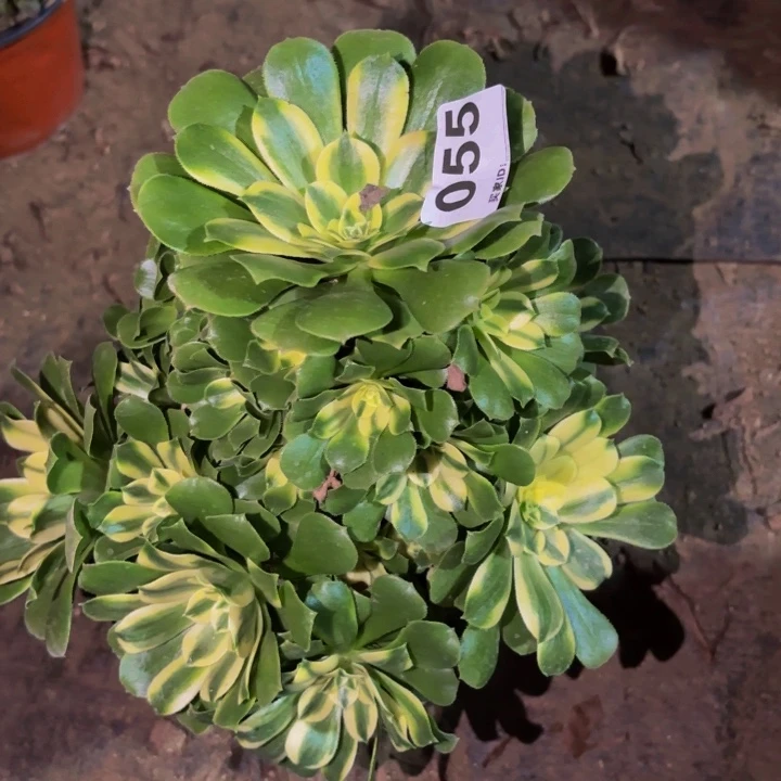 055多肉植物不售后