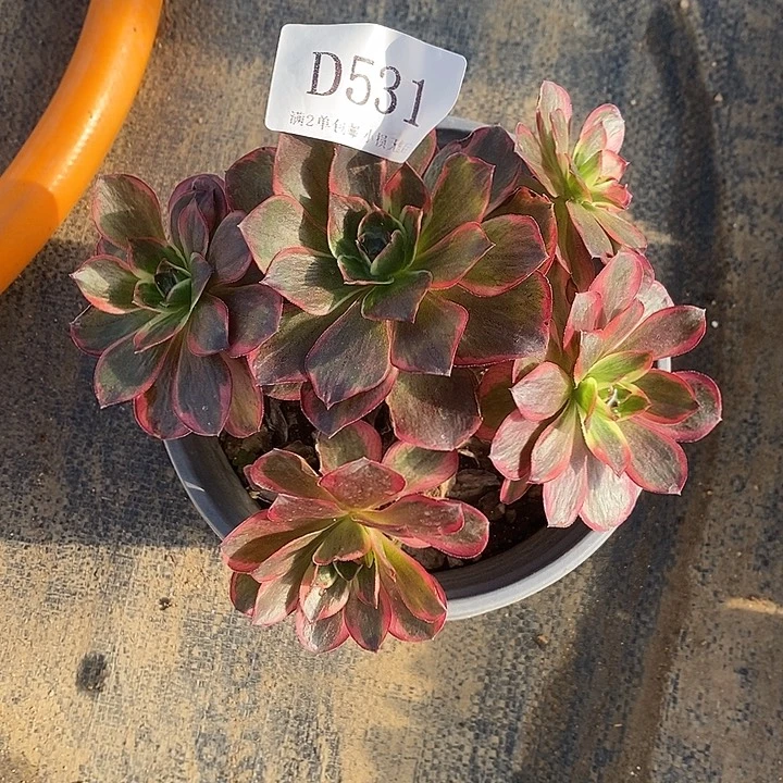 531纳福多肉植物法师