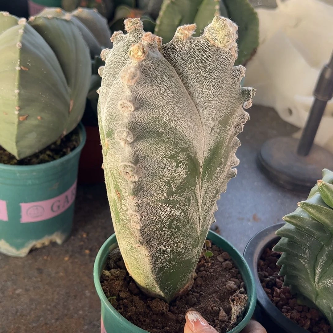 樱***子实生鸾凤玉一物一拍