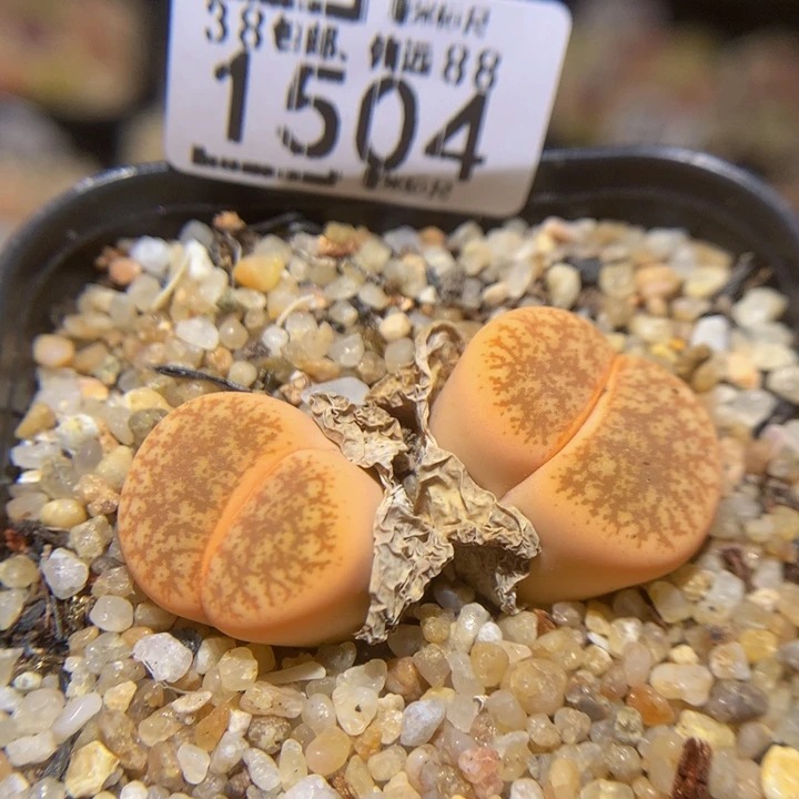 Sss精品生石花1504