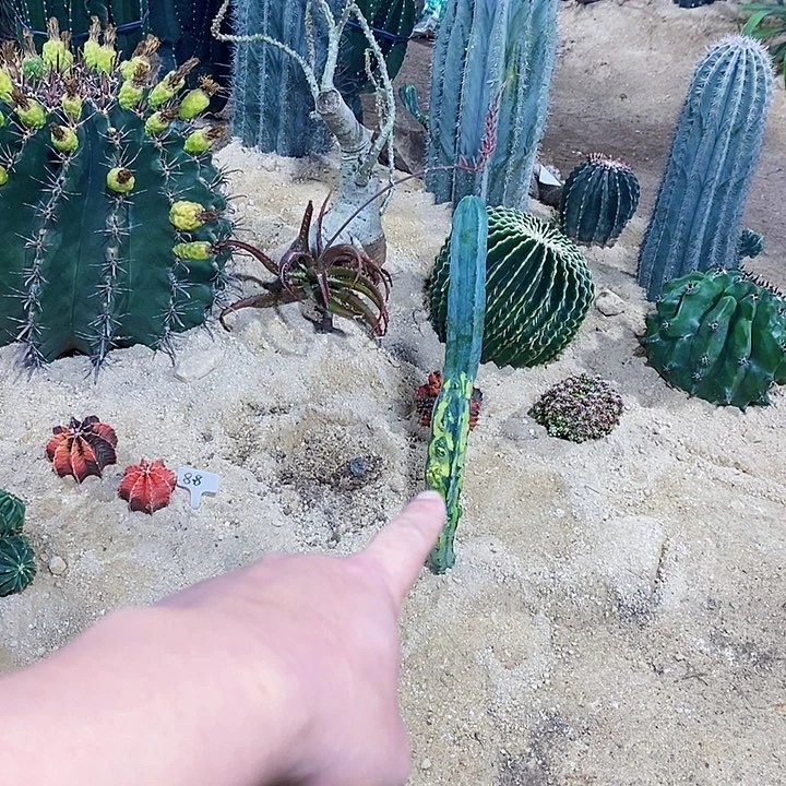 明**金0000000000000000000