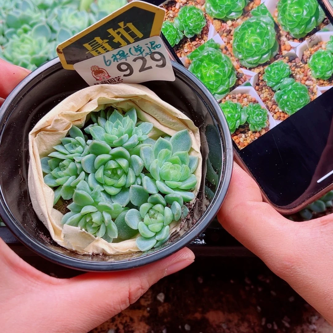 多肉植物多肉植物