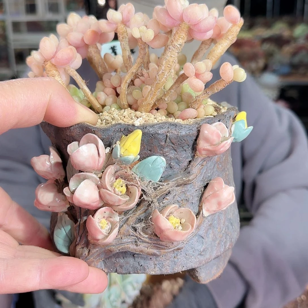 荼*荼靡，盆35        盆