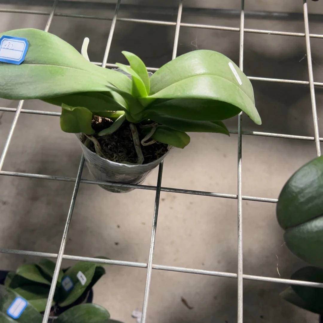 当前无花栽培后可以开花082黑米微瑕疵凑单发货