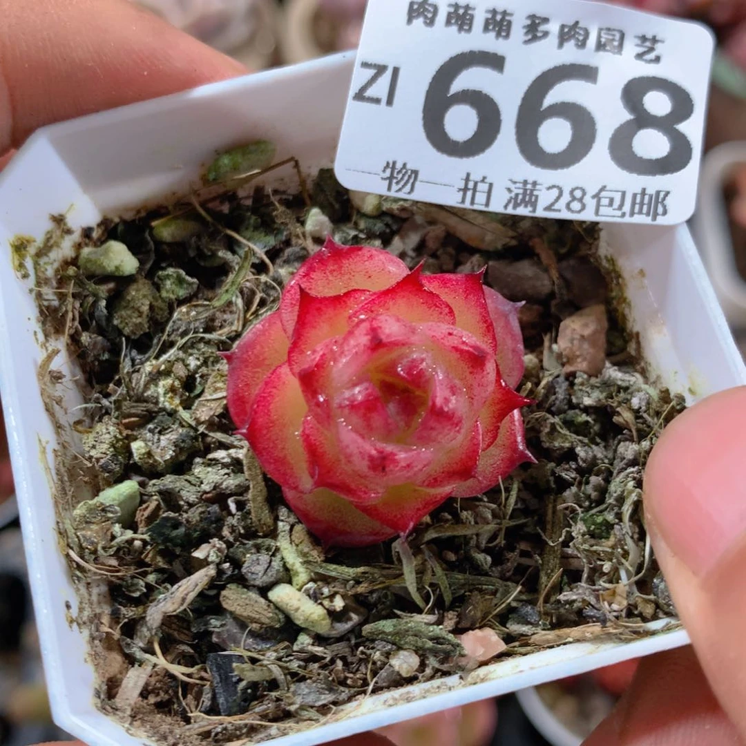5CM拇指盆精控多肉ZI668