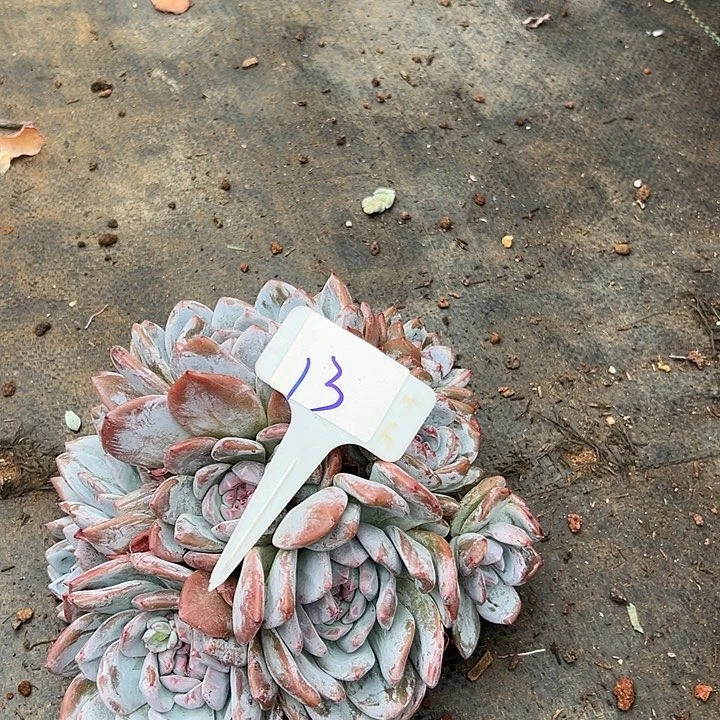 13石榴一个脱土多肉