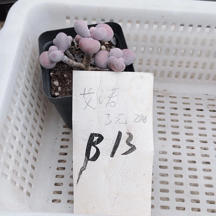 l*y13密密麻麻密密麻麻