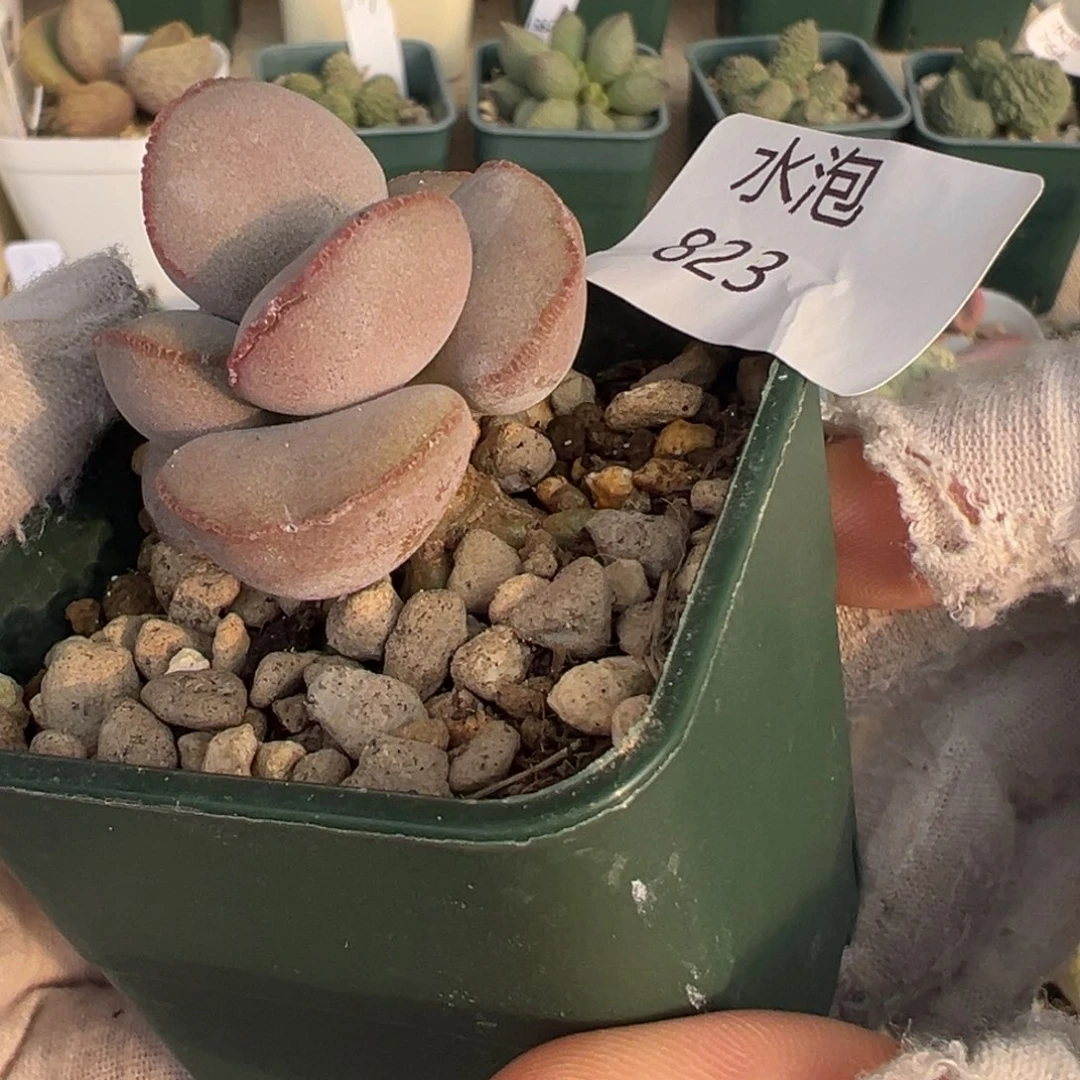 823老桩一颗红蛋实生