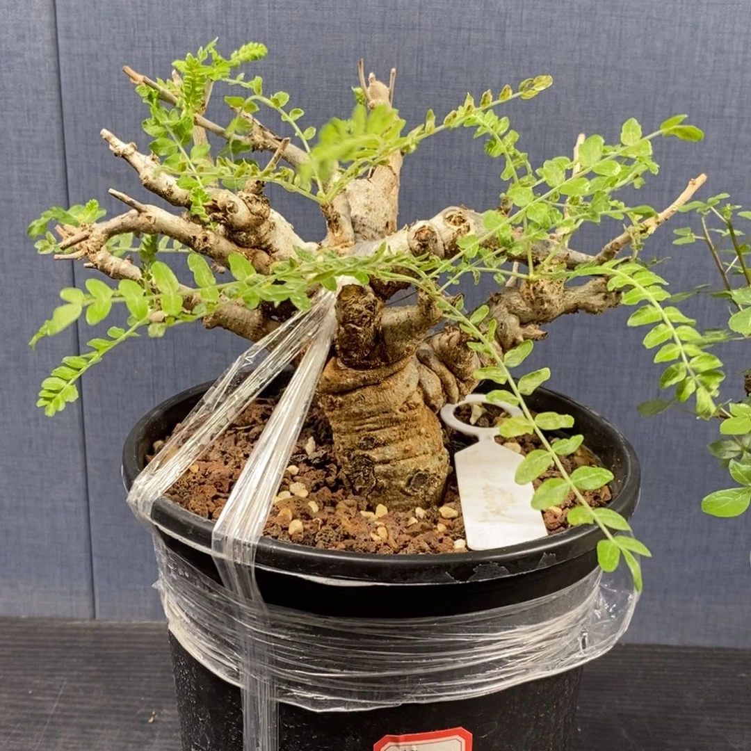 尼勒达乳香产地熟桩