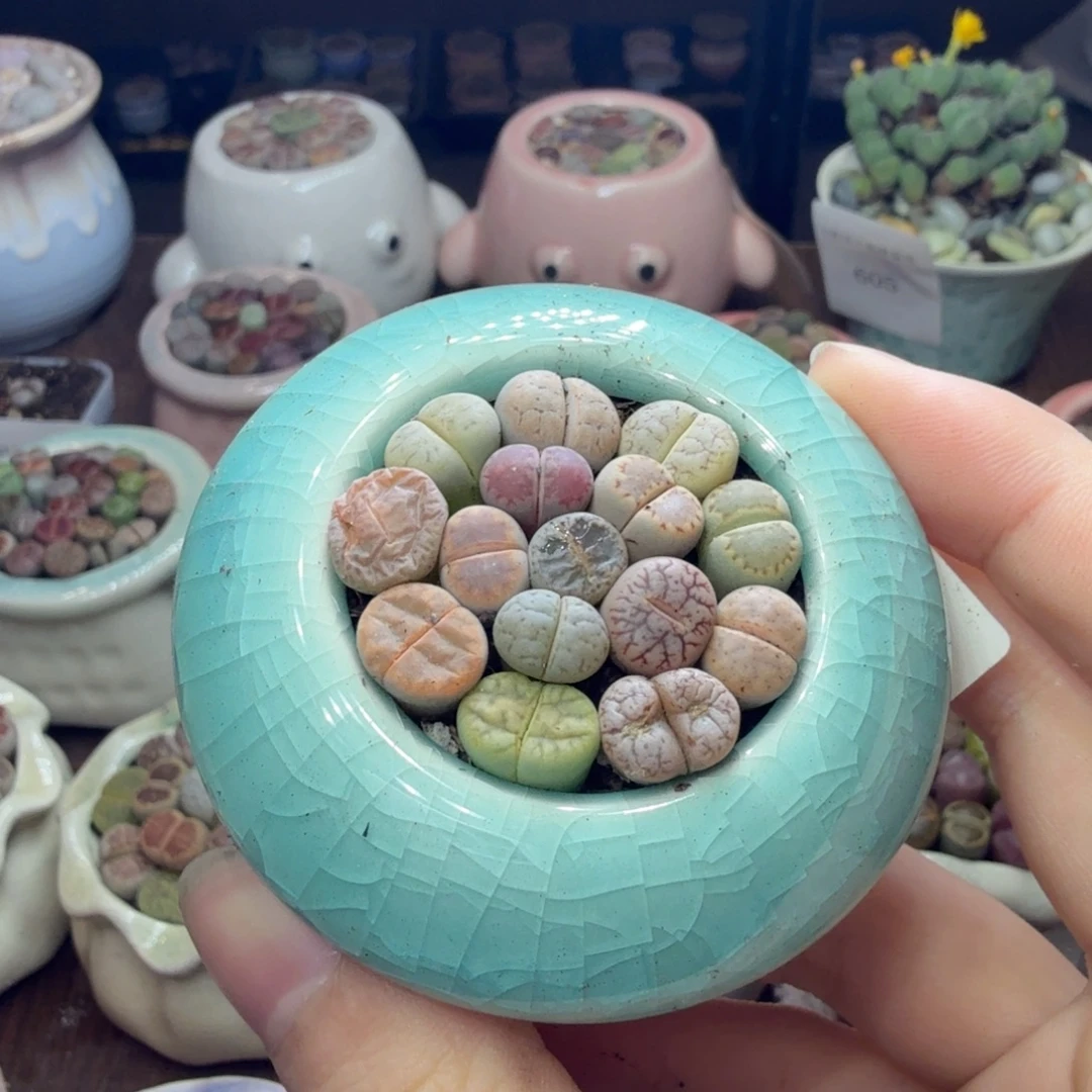 多肉植物和植物等607