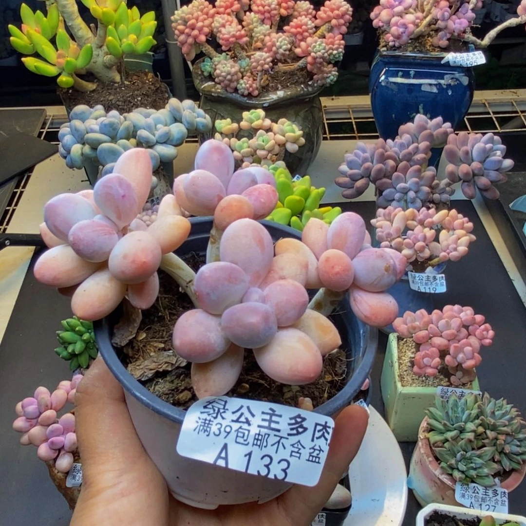 墨***头133香水手指奶多肉7c m