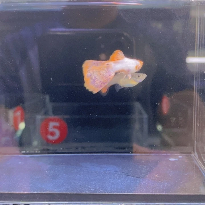 海水鱼孔雀鱼马金塔bo1