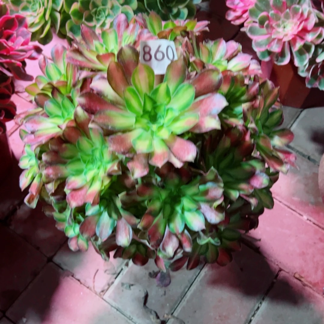 860韶华法师多肉植物